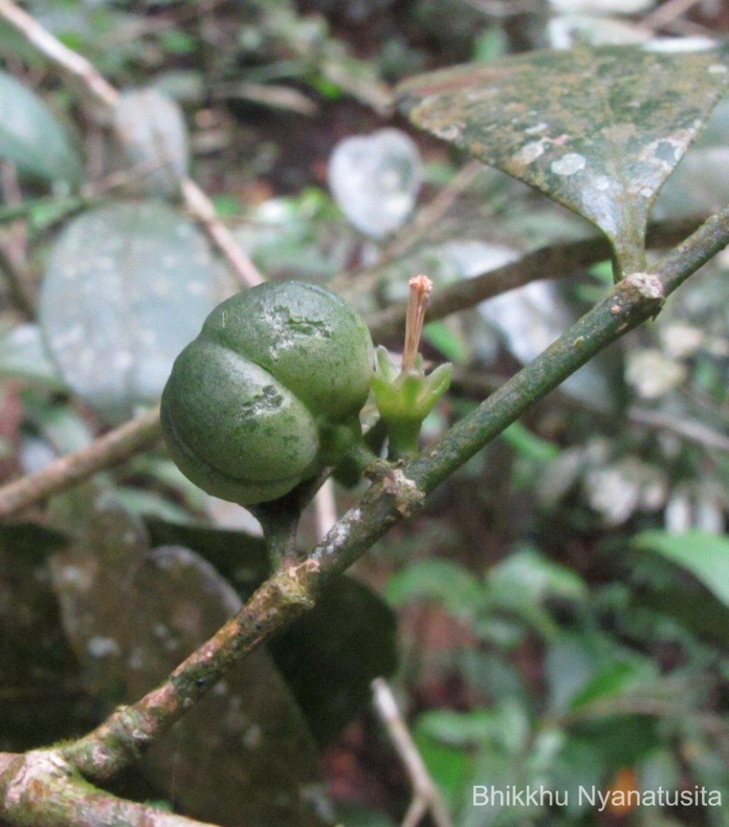 Suregada lanceolata (Willd.) Kuntze